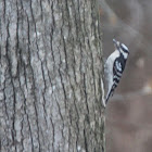 Downy Woodpecker (female)