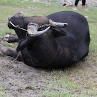 Water buffalo