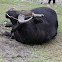 Water buffalo