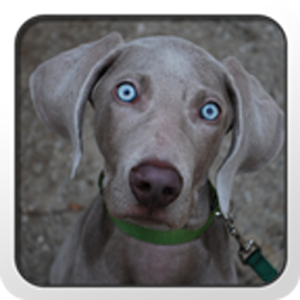 Weimaraner Theme - Nova/ADW/GO