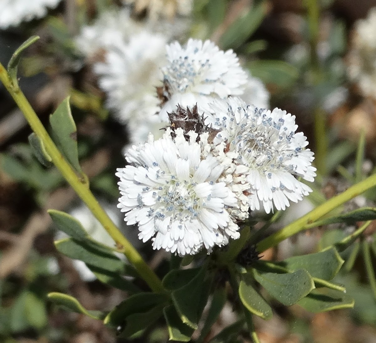 Globularia