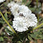 Globularia