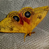 Io moth (Automeris io)