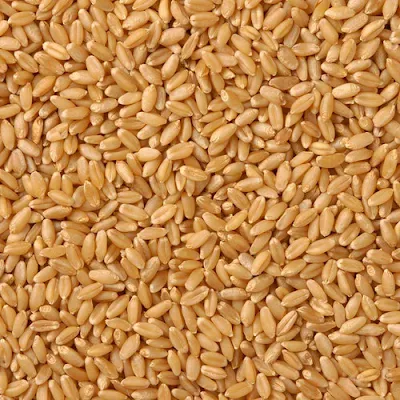 Wheat Bulk - 1 kg