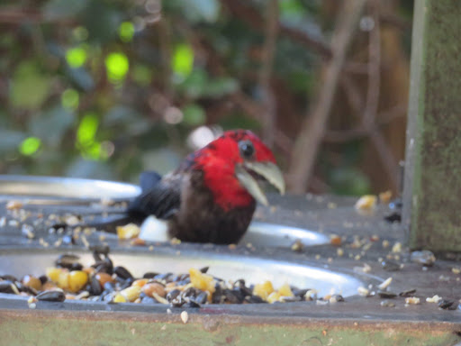 Birds in South Africa 2017