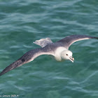 Fulmar