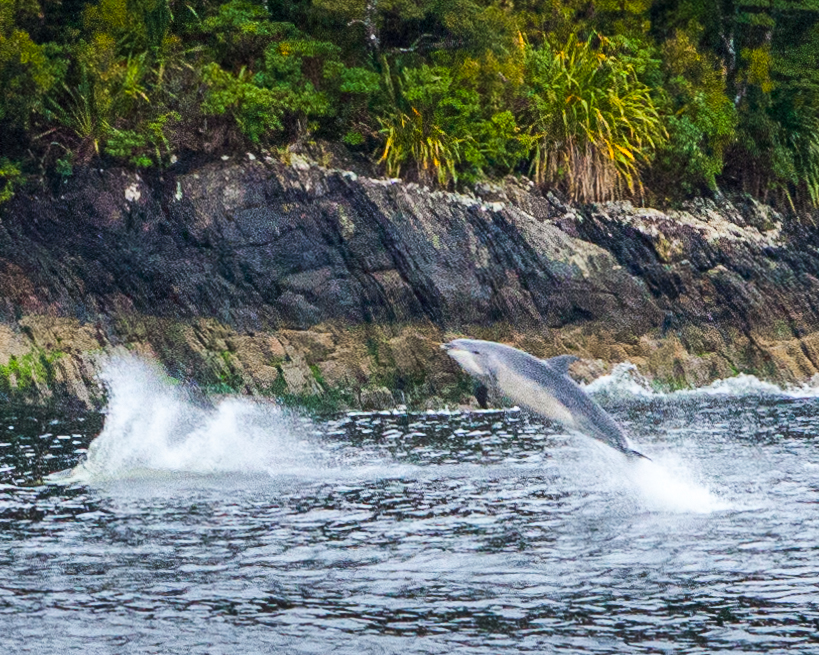 Common bottlenose dolphin (airborne sequence)