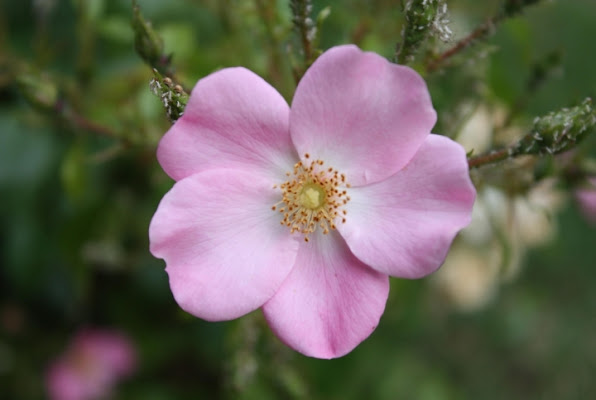 Piccolo Fiore di etturin