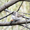 Lesser Whitethroat