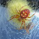 Sixspotted Orbweaver