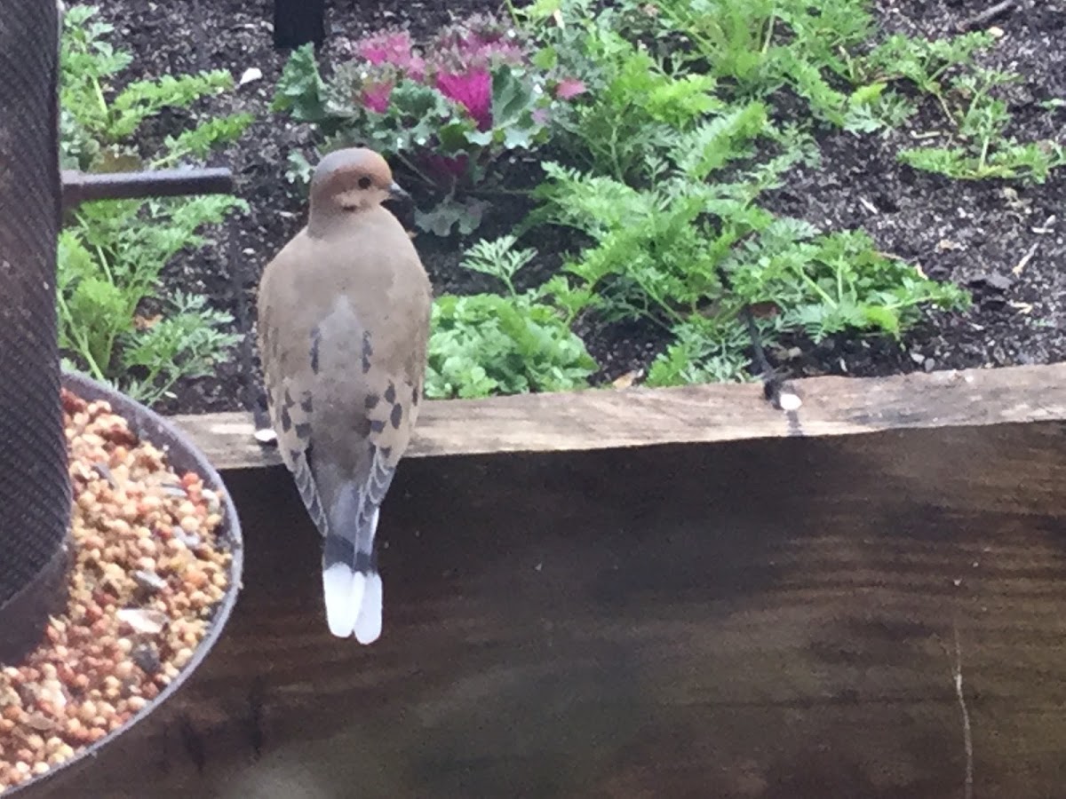 Mourning Dove