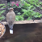 Mourning Dove