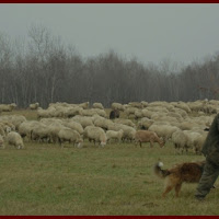 VIAGGIO DI LAVORO di 