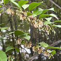 Fetterbush Lyonia