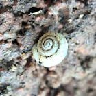 snail