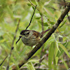 Swamp Sparrow