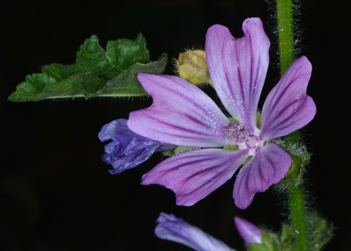 Common Mallow