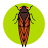 Cicada Safari icon