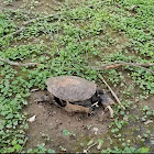 Common Snapping Turtle