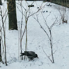 Hooded crow (hoodiecrow) / Ворона серая