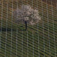 Rette e diagonali. di 