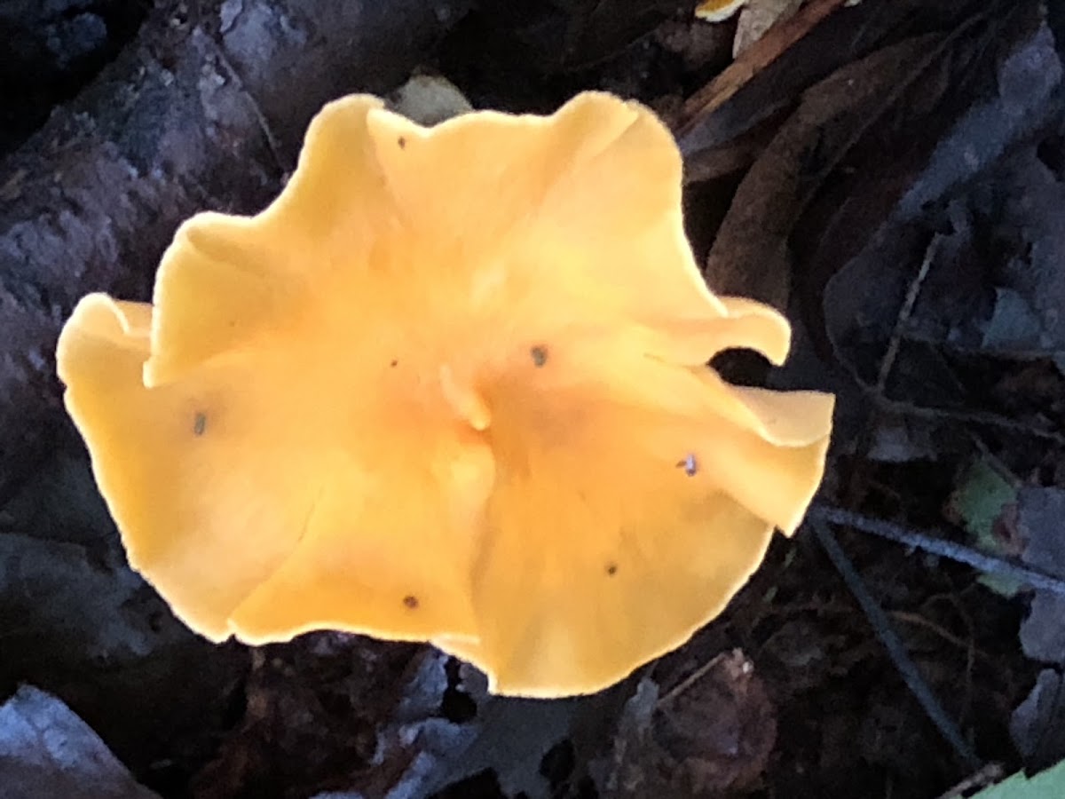 Chanterelle Mushroom