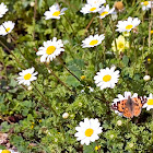 Painted Lady