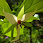 Southern Nodding Trillium