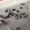 Pigeons