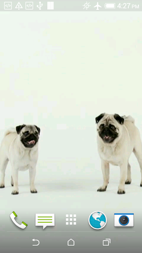 Mops Video 3D Wallpaper