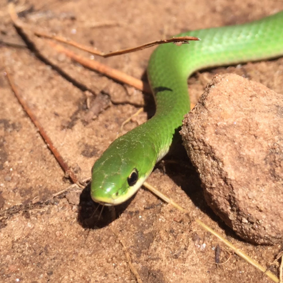 Smooth Green Snake