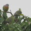 Pink-necked Green Pigeon