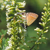 Juniper Hairstreak