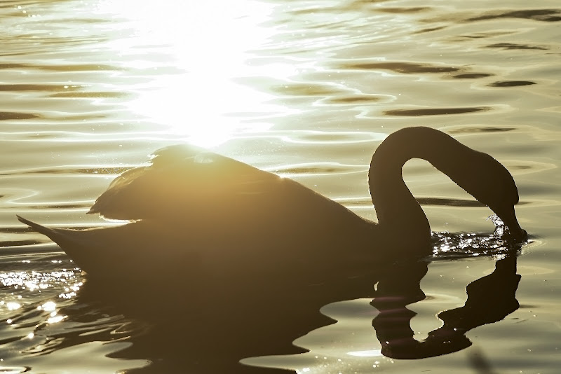 Il cigno nero di acquario