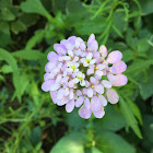 Purple Wildflowers