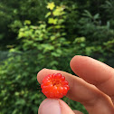 Salmon Berry