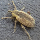 Alfalfa Weevil