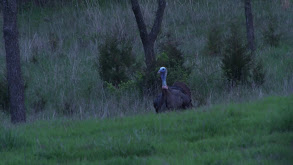 Missouri Gobblers thumbnail