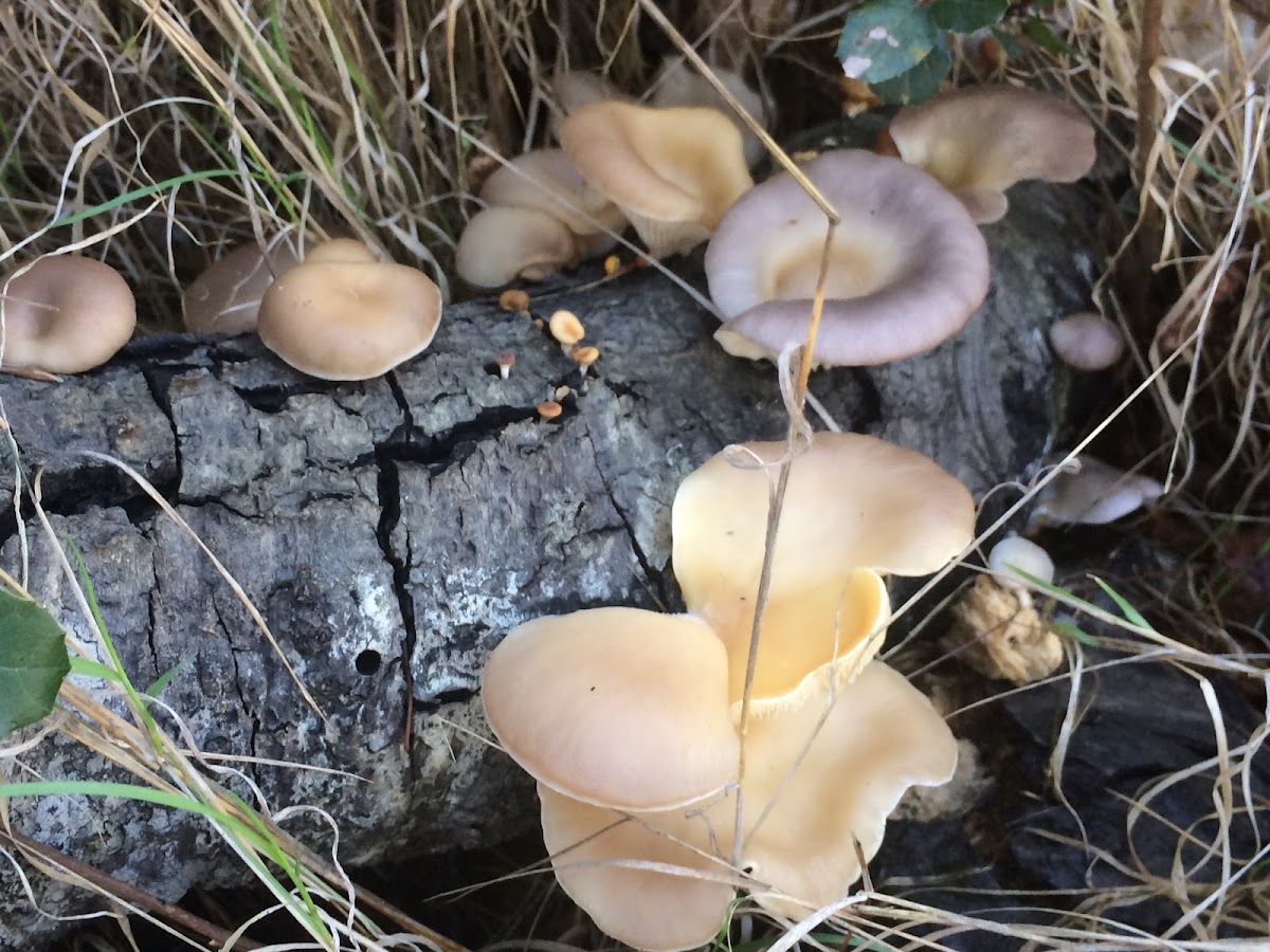 Oyster Mushroom