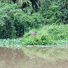 Bare-throated tiger heron