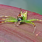 Yellow-lined Epeus Spider