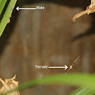 Signature Spider (Male & Female)