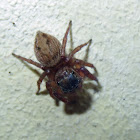 Adanson's House Jumper (Spider)