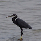 Western Reef Heron