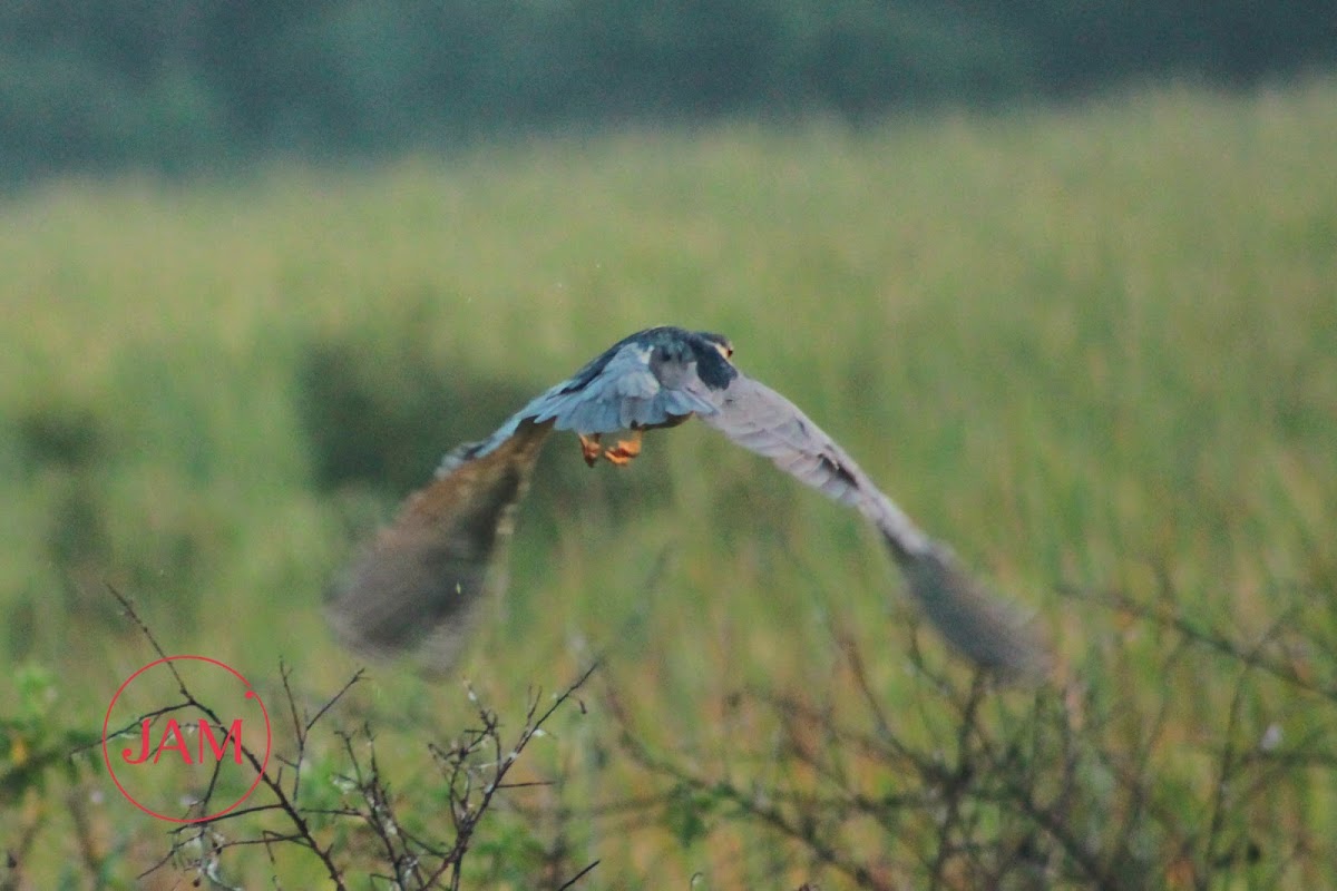 Black-crowned Night Heron