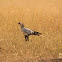 Secretary bird