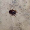 Australian Cockroach ( Nymph )