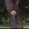 Northern Tooth Fungus