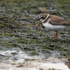 Semipalmated Plover