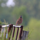 Northern Bobwhite Quail